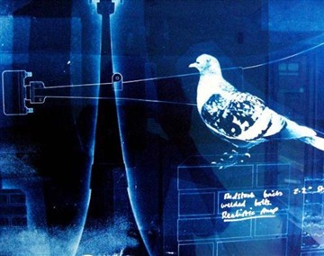 Intempesta Nox Cyanotype (detail)