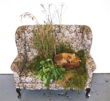 Hilary jack Just Sleeping taxidermied fox with vegetataion and sofa 